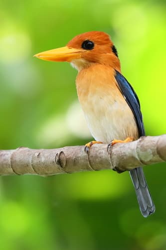 Yellow-billed Kingfisher