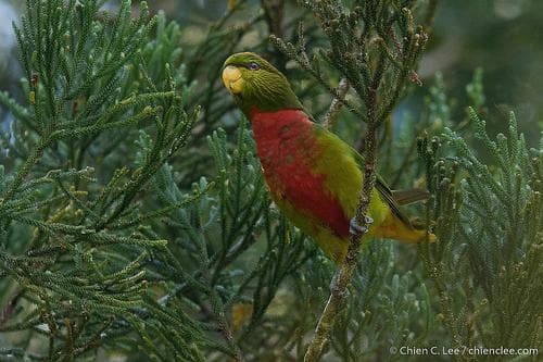 Yellow-billed Lorikeet