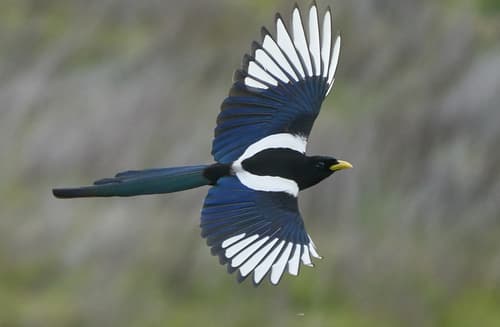 Yellow-billed Magpie