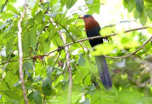 Yellow-billed Malkoha