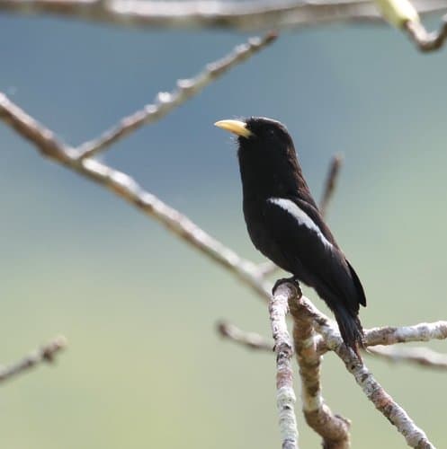 Yellow-billed Nunbird
