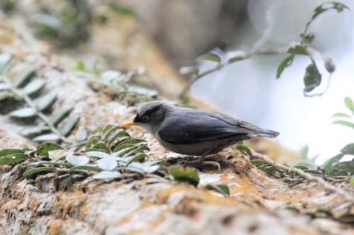 Yellow-billed Nuthatch