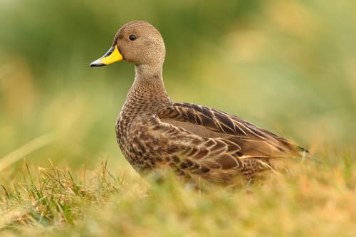 Yellow-billed Pintail