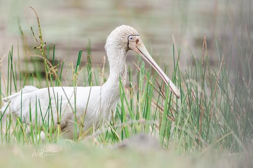 Yellow-billed Spoonbill