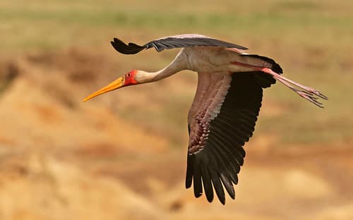 Yellow-billed Stork