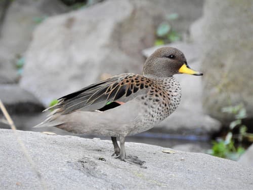 Yellow-billed Teal