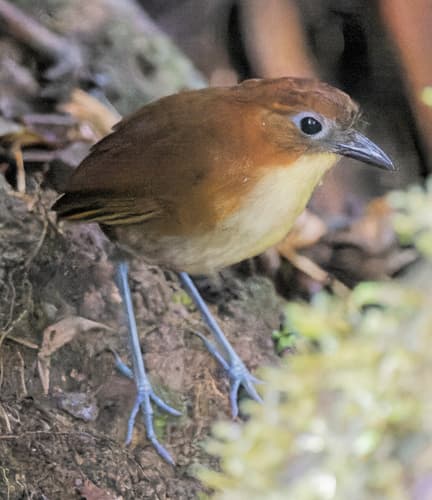 Yellow-breasted Antpitta