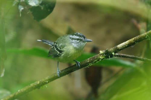 Yellow-breasted Antwren