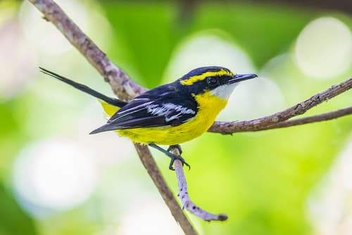 Yellow-breasted Boatbill