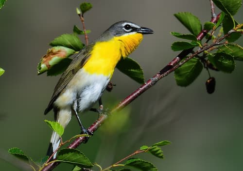 Yellow-breasted Chat