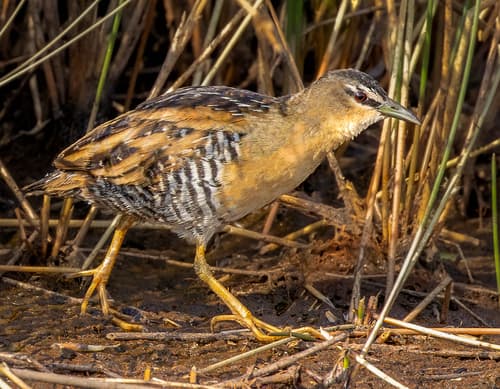 Yellow-breasted Crake
