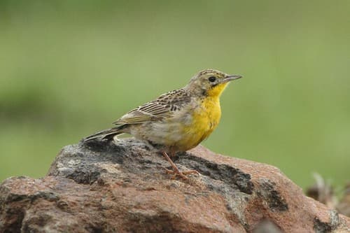 Yellow-breasted Pipit