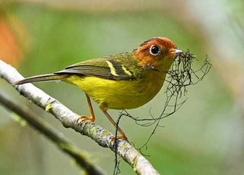 Yellow-breasted Warbler