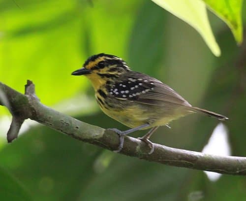 Yellow-browed Antbird