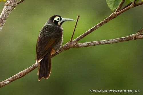 Yellow-browed Melidectes