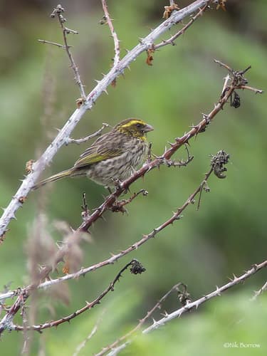 Yellow-browed Seedeater