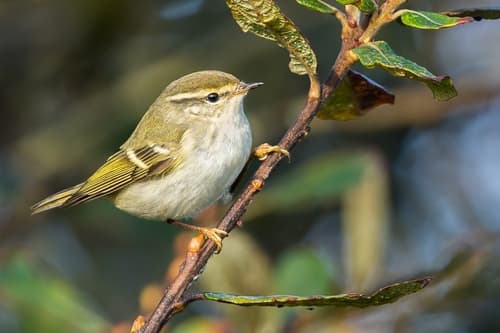 Yellow-browed Warbler