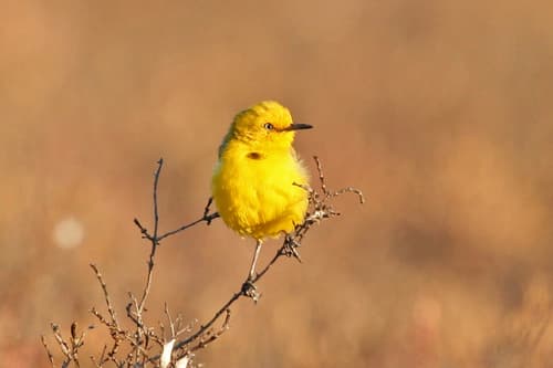Yellow Chat