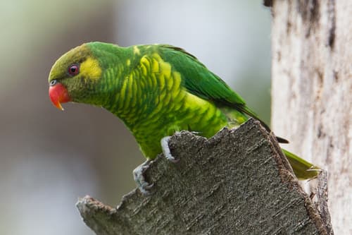 Yellow-cheeked Lorikeet