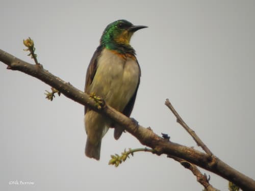 Yellow-chinned Sunbird