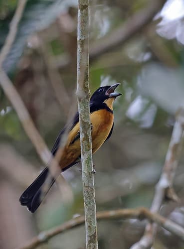 Yellow-crested Tanager
