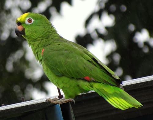 Yellow-crowned Amazon
