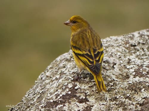 Yellow-crowned Canary