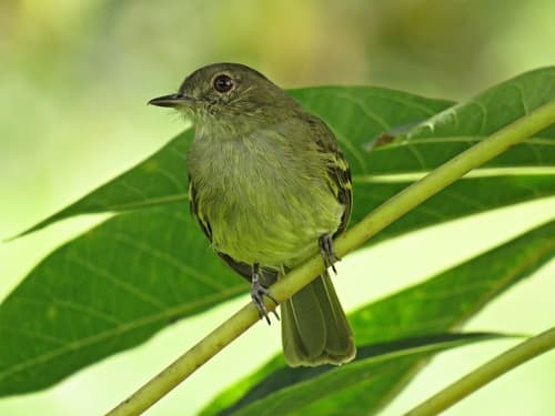 Yellow-crowned Elaenia