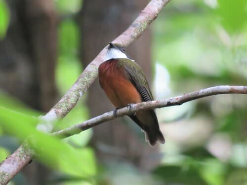 Yellow-crowned Manakin