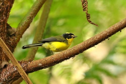 Yellow-crowned Redstart