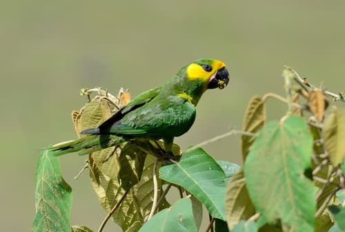 Yellow-eared Parrot