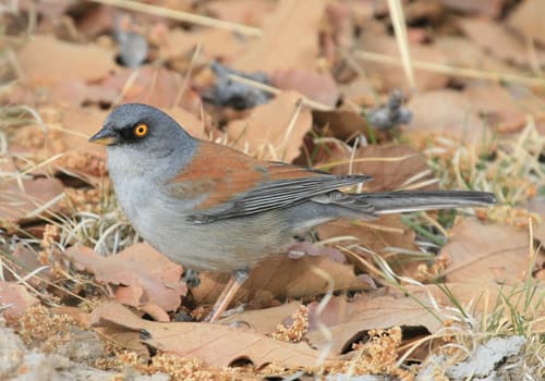 Yellow-eyed Junco