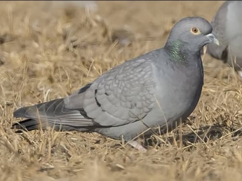Yellow-eyed Pigeon