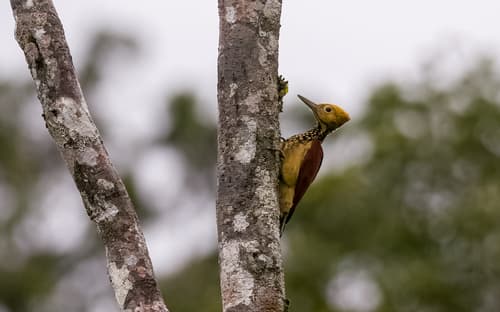 Yellow-faced Flameback
