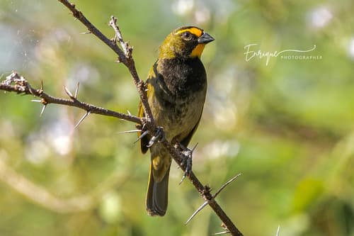 Yellow-faced Grassquit