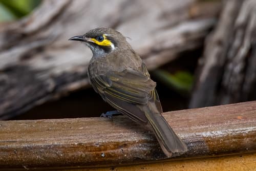 Yellow-faced Honeyeater