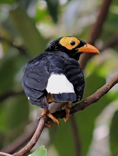Yellow-faced Myna
