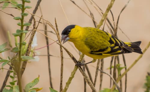 Yellow-faced Siskin