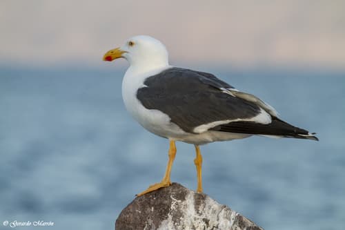 Yellow-footed Gull