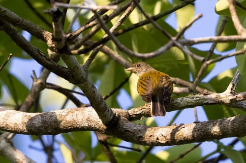 Yellow-footed Honeyguide