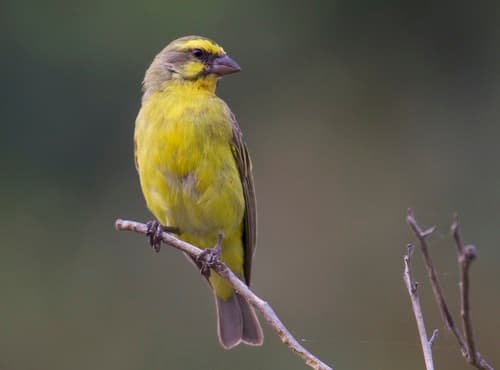 Yellow-fronted Canary