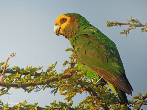Yellow-fronted Parrot