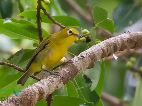 Yellow-fronted White-eye