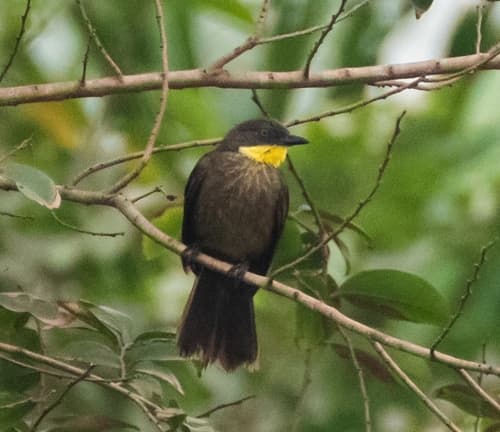 Yellow-gorgeted Greenbul