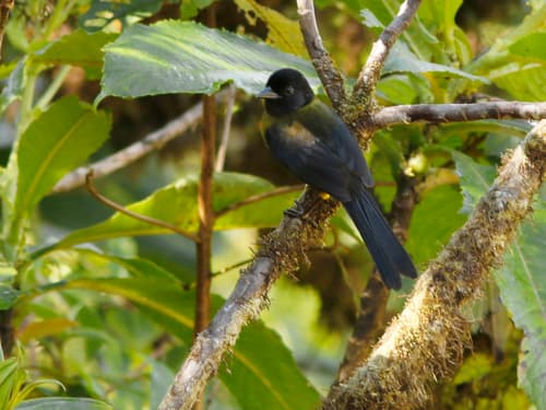 Yellow-green Brushfinch