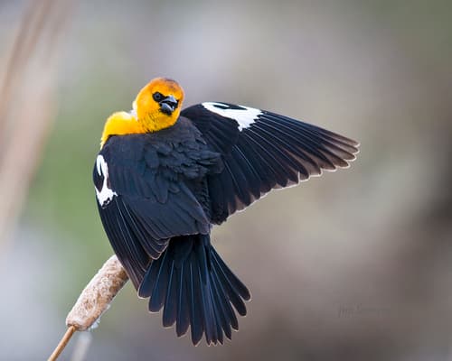 Yellow-headed Blackbird