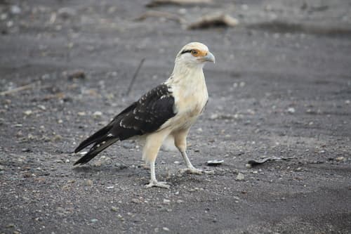 Yellow-headed Caracara