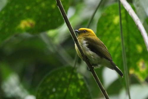Yellow-headed Manakin