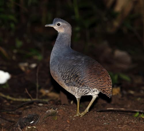 Yellow-legged Tinamou