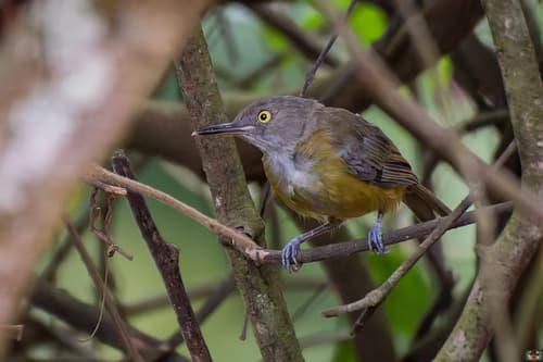 Yellow Longbill